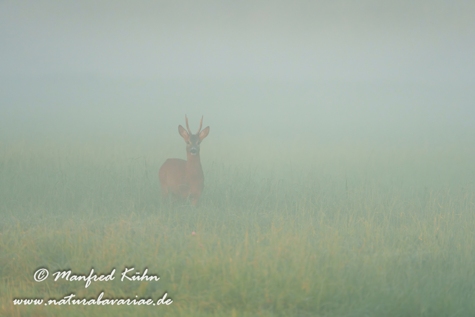 Reh ()_0206