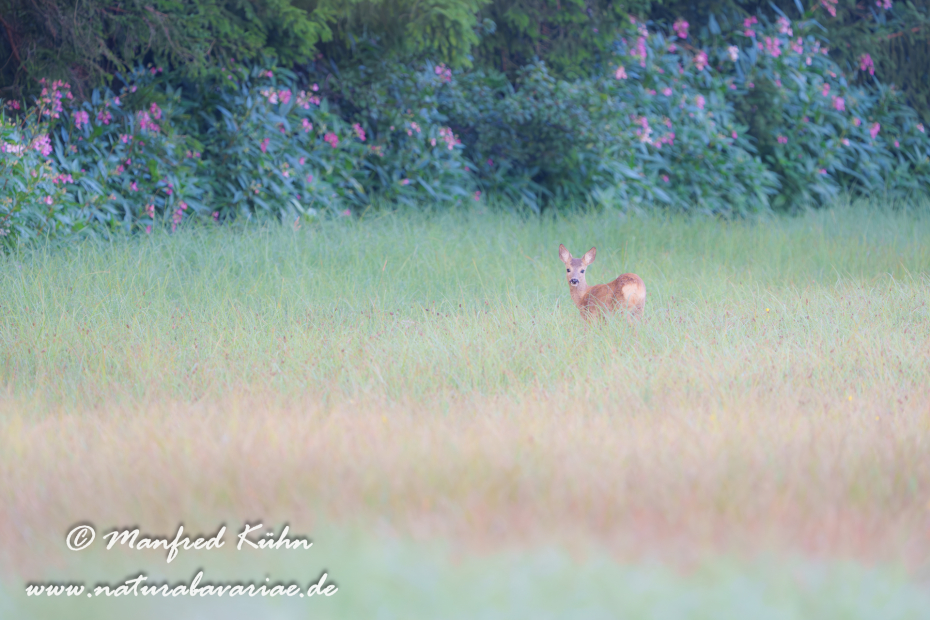 Reh ()_0227