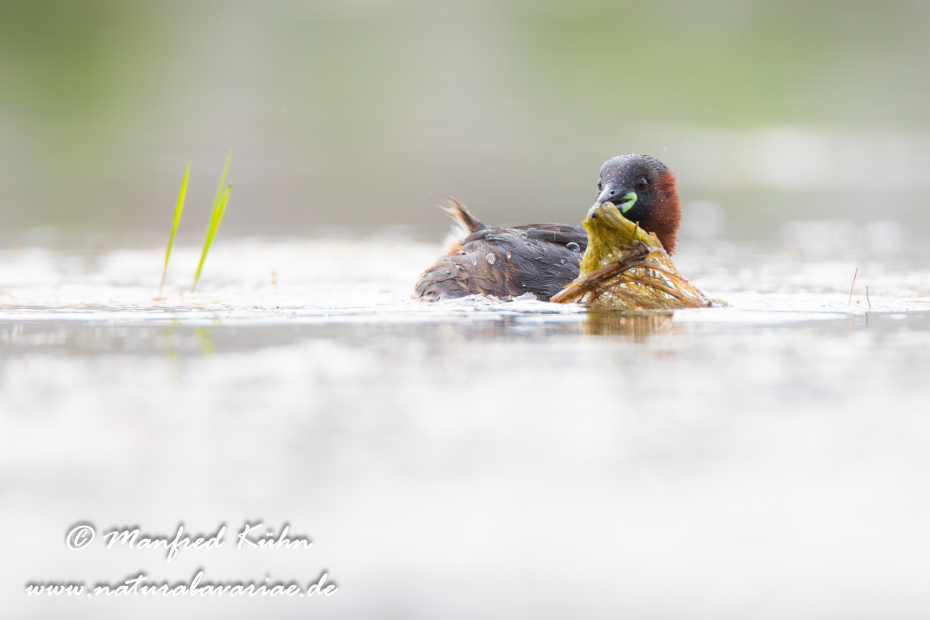 Zwergtaucher ()_0905