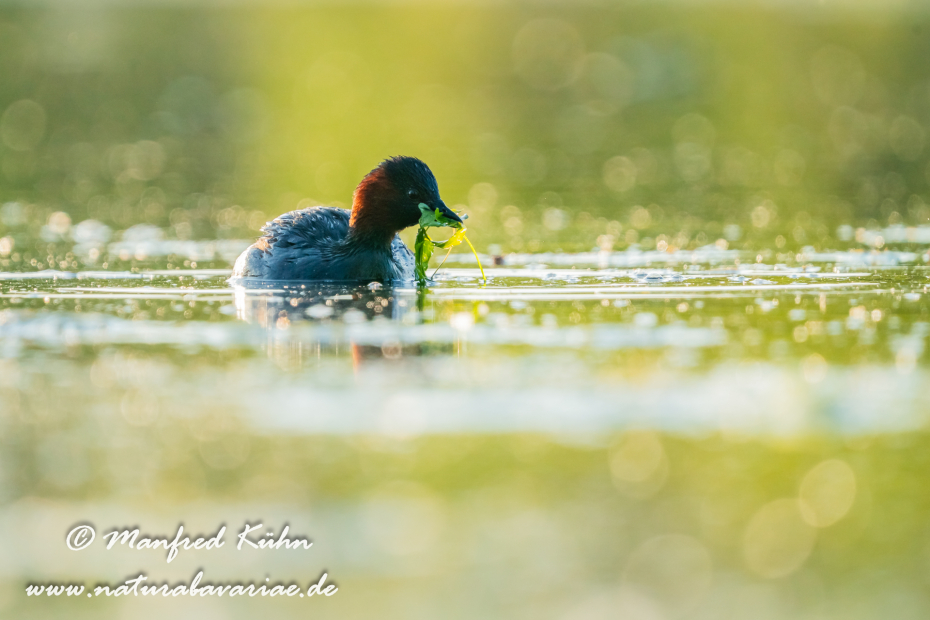 Zwergtaucher ()_0912