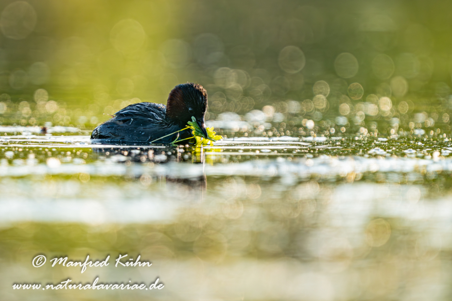 Zwergtaucher ()_0913