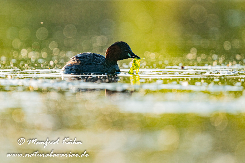 Zwergtaucher ()_0917
