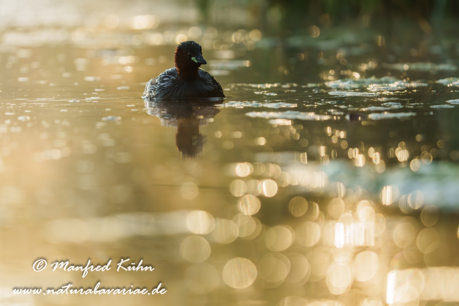 Zwergtaucher ()_0923