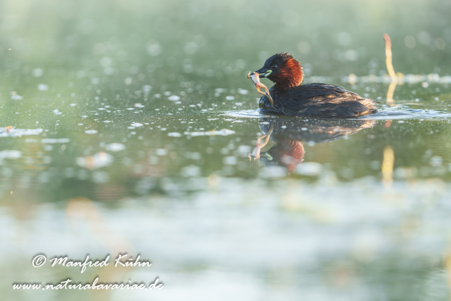 Zwergtaucher ()_0940