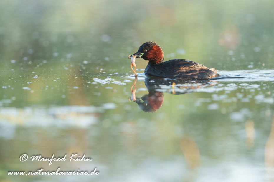Zwergtaucher ()_0946