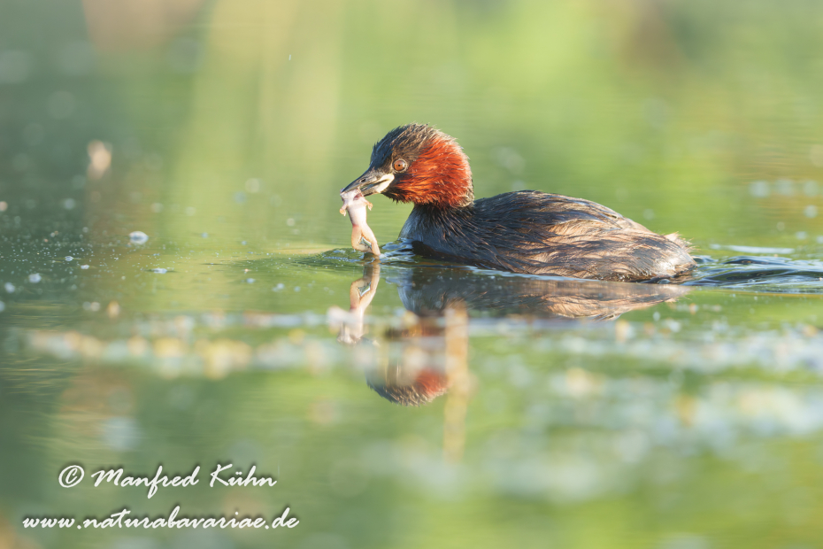 Zwergtaucher ()_0948