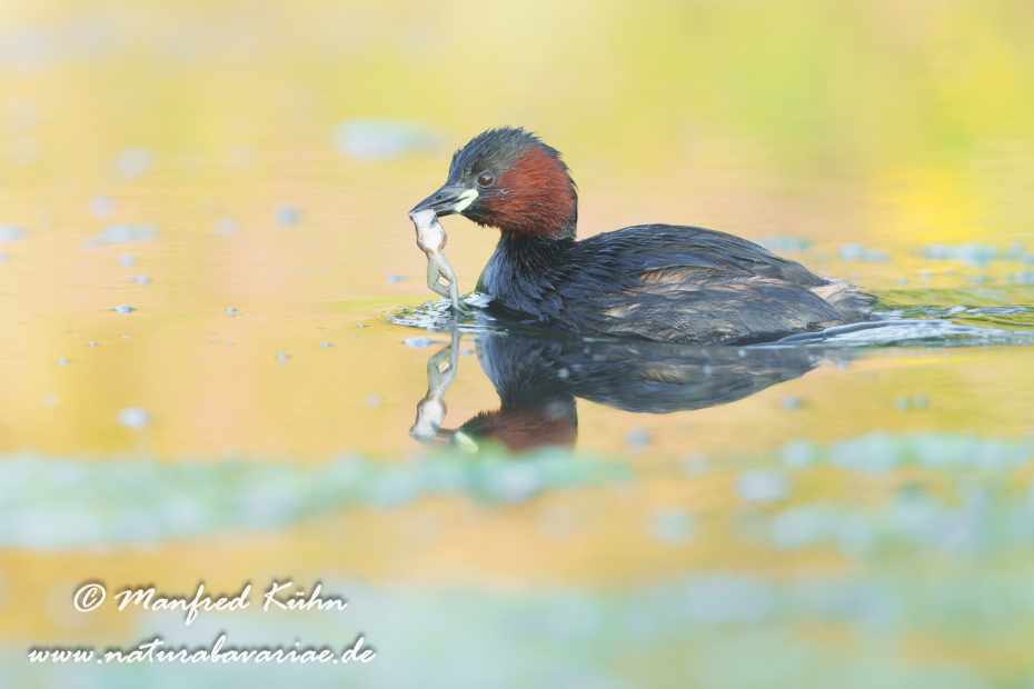 Zwergtaucher ()_0950