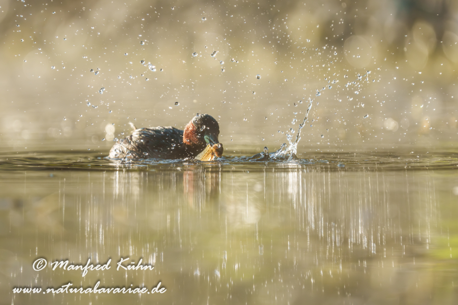 Zwergtaucher ()_0955