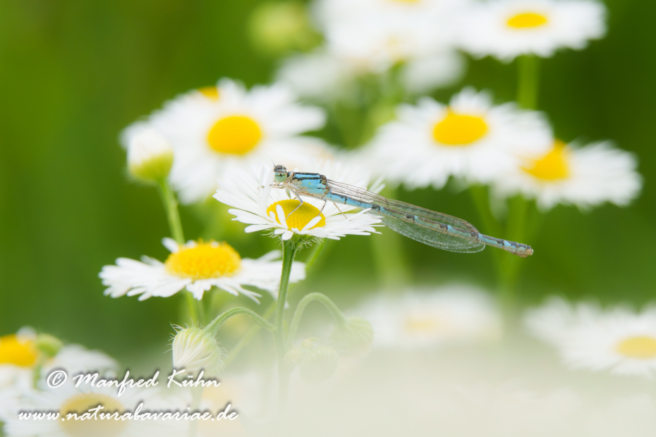 Becherjungfer (Gemeine)_0021
