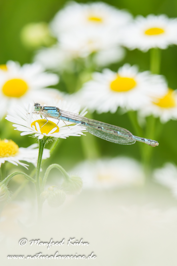 Becherjungfer (Gemeine)_0022