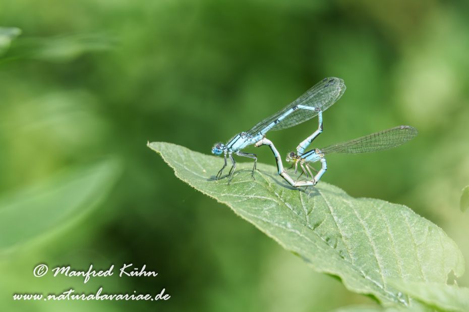 Becherjungfer (Gemeine)_0023
