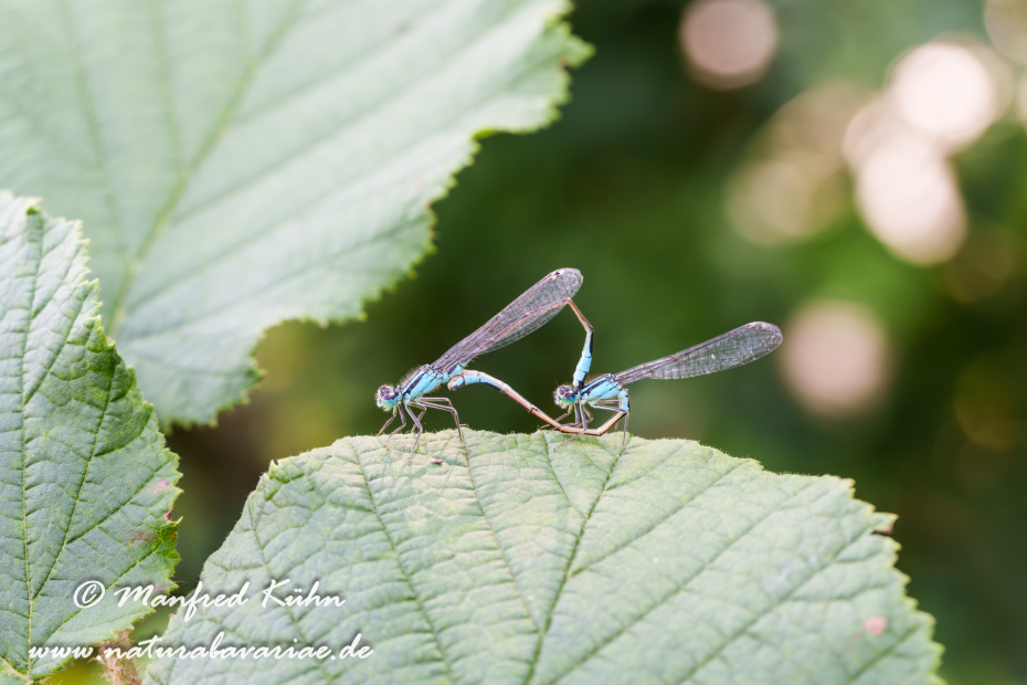 Becherjungfer (Gemeine)_0026