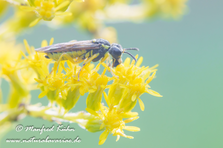 Blattwespen Echte (Tenthredo notha)_0003