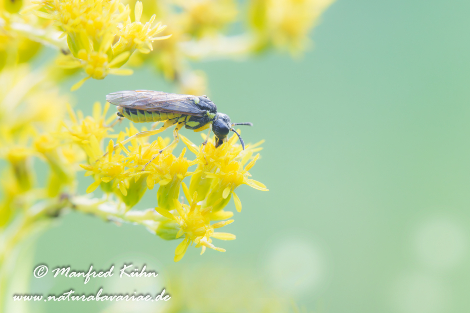 Blattwespen Echte (Tenthredo notha)_0004
