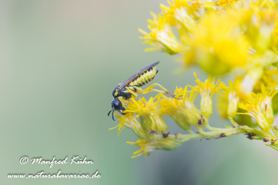 Blattwespen Echte (Tenthredo notha)_0009