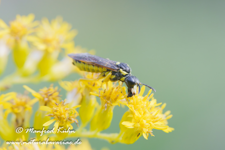 Blattwespen Echte (Tenthredo notha)_0012