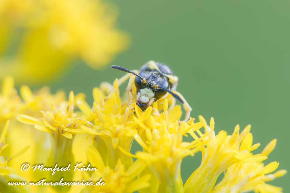 Blattwespen Echte (Tenthredo notha)_0013