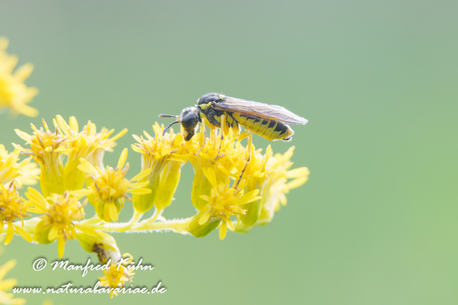 Blattwespen Echte (Tenthredo notha)_0020