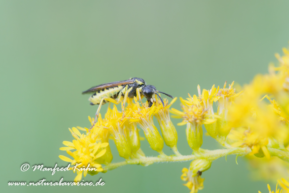 Blattwespen Echte (Tenthredo notha)_0022