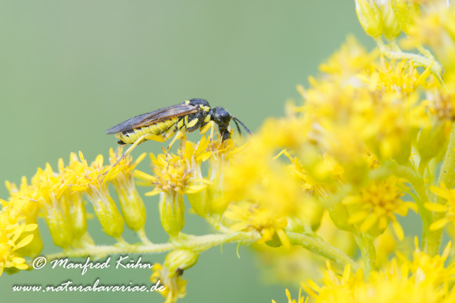 Blattwespen Echte (Tenthredo notha)_0026