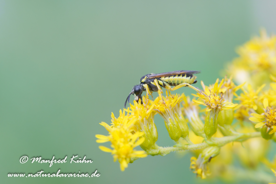 Blattwespen Echte (Tenthredo notha)_0028