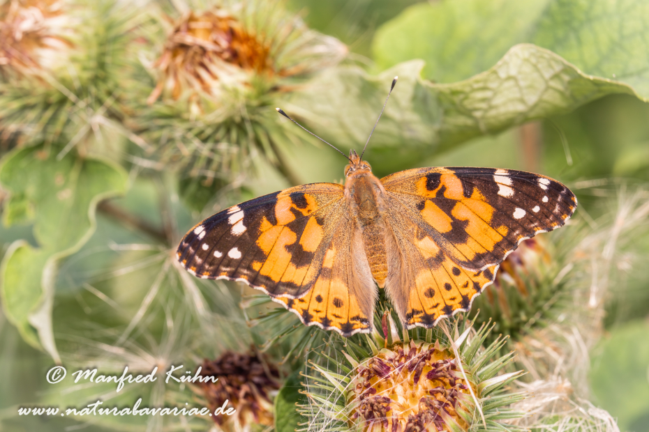 Distelfalter ()_0043