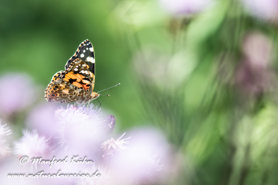 Distelfalter ()_0056