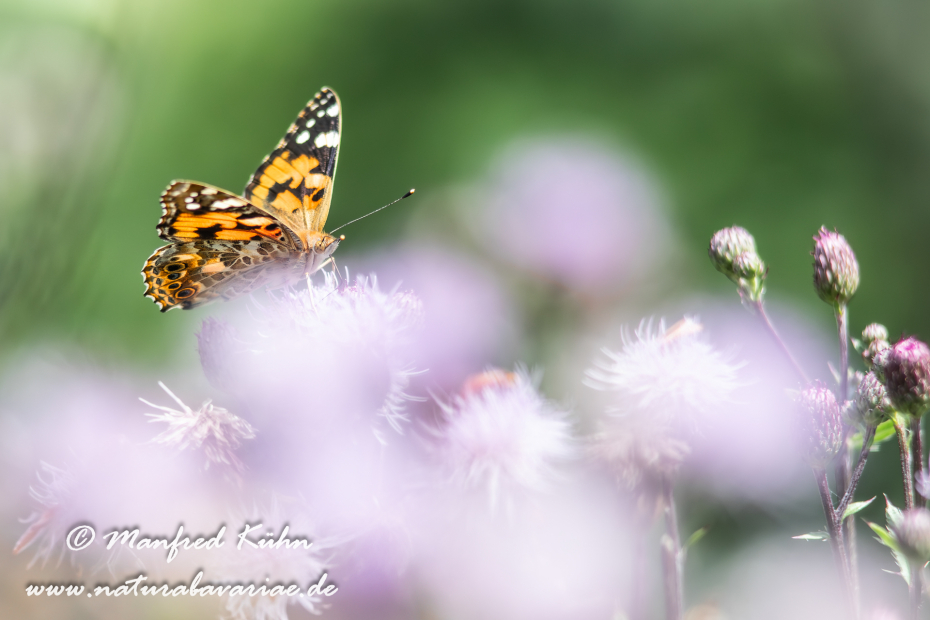 Distelfalter ()_0058