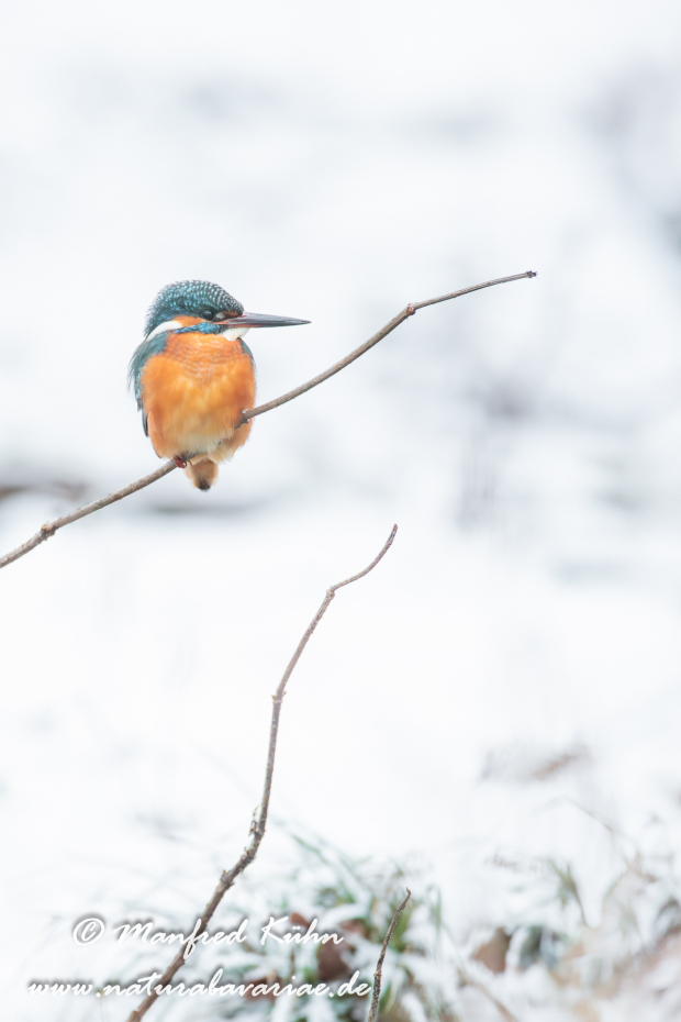 Eisvogel ()_0035