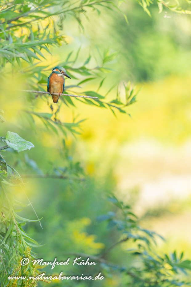 Eisvogel ()_0175