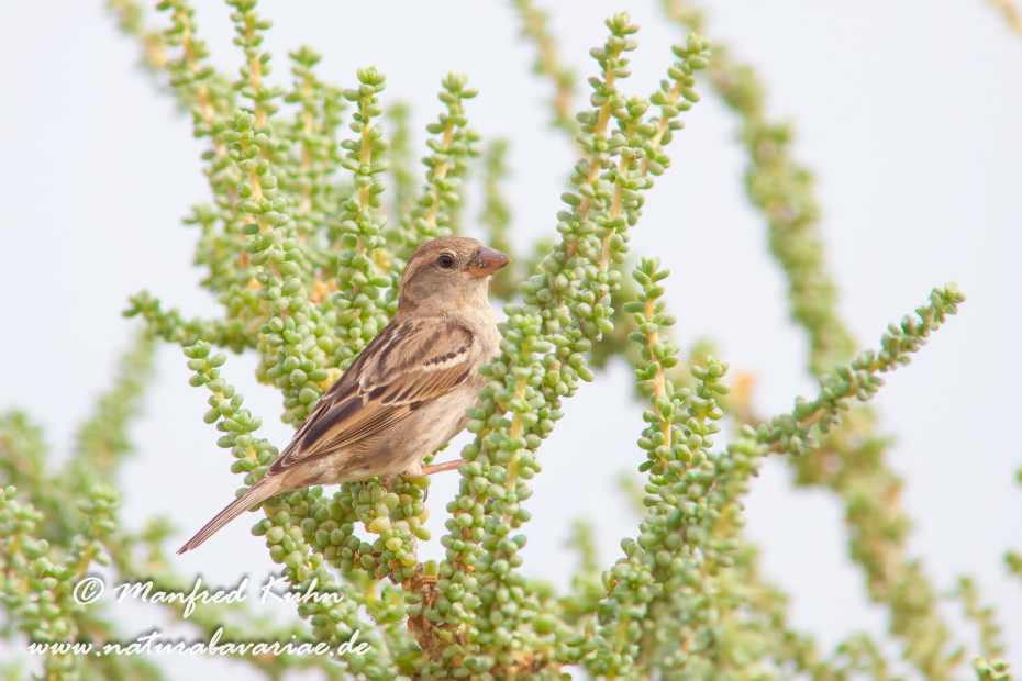 Weidensperling ()_0002