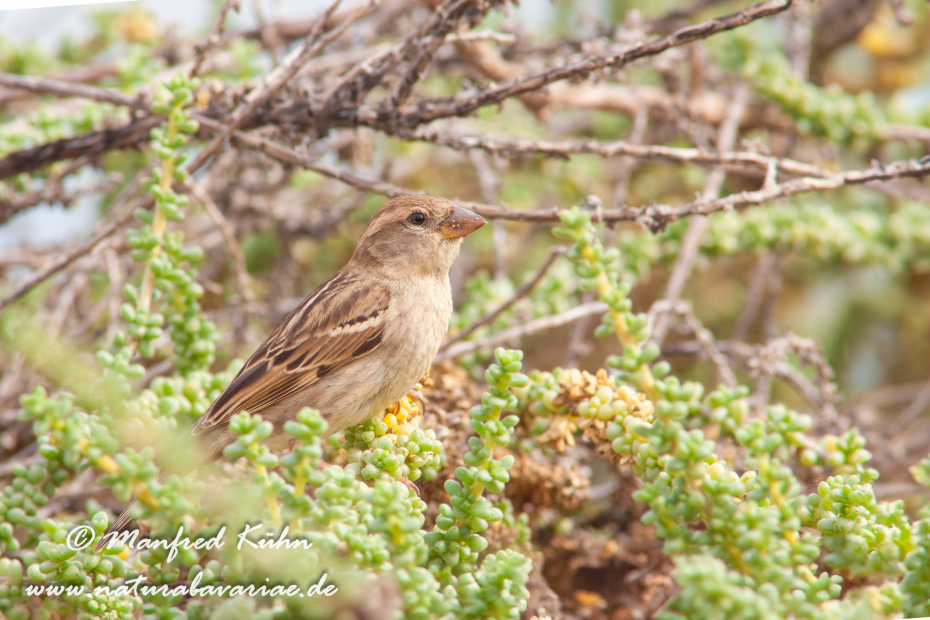 Weidensperling ()_0003