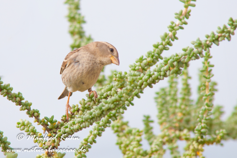 Weidensperling ()_0007