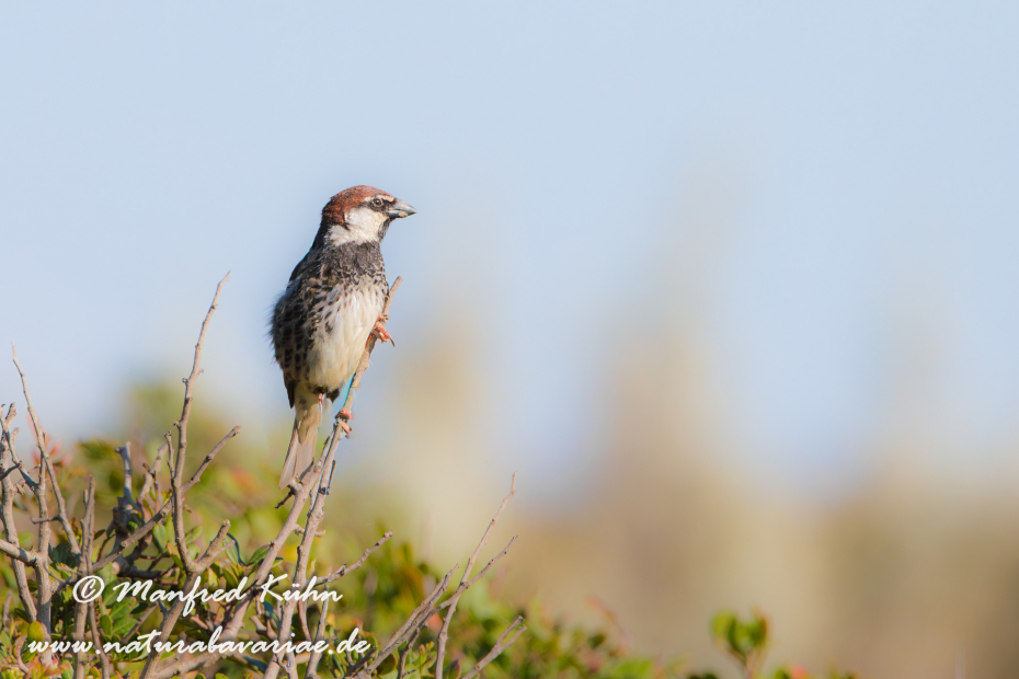 Weidensperling ()_0009
