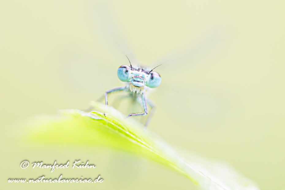 Federlibelle (Blaue)_0032