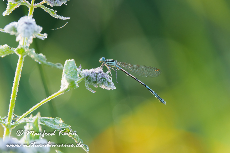 Federlibelle (Blaue)_0036