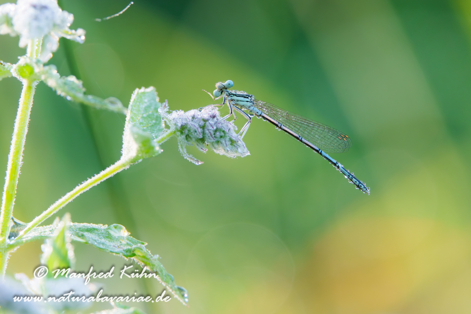 Federlibelle (Blaue)_0039