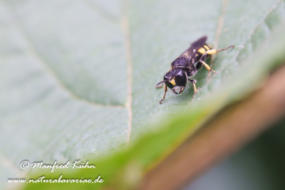 Grabwespen (Ectemnius cephalotes)_0010