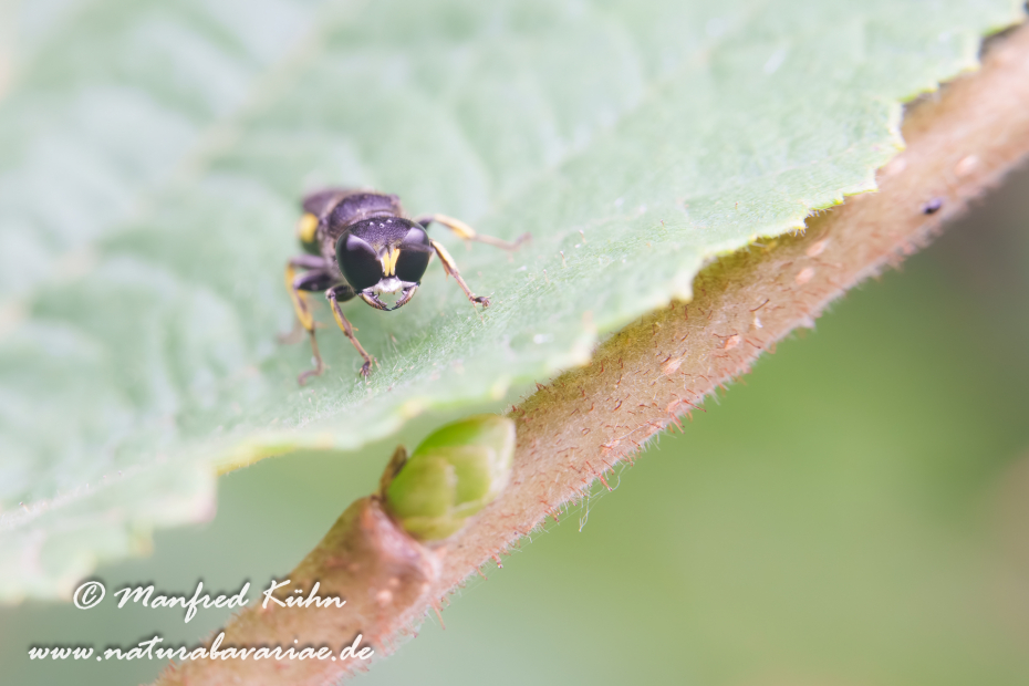 Grabwespen (Ectemnius cephalotes)_0011