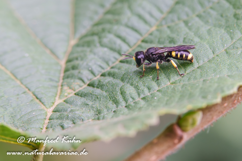 Grabwespen (Ectemnius cephalotes)_0016