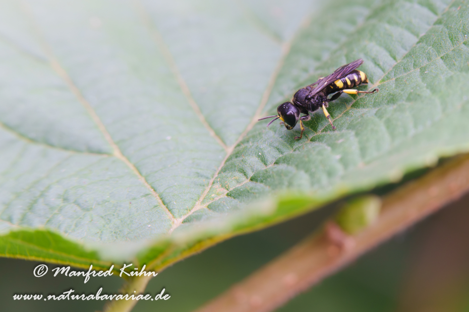 Grabwespen (Ectemnius cephalotes)_0022