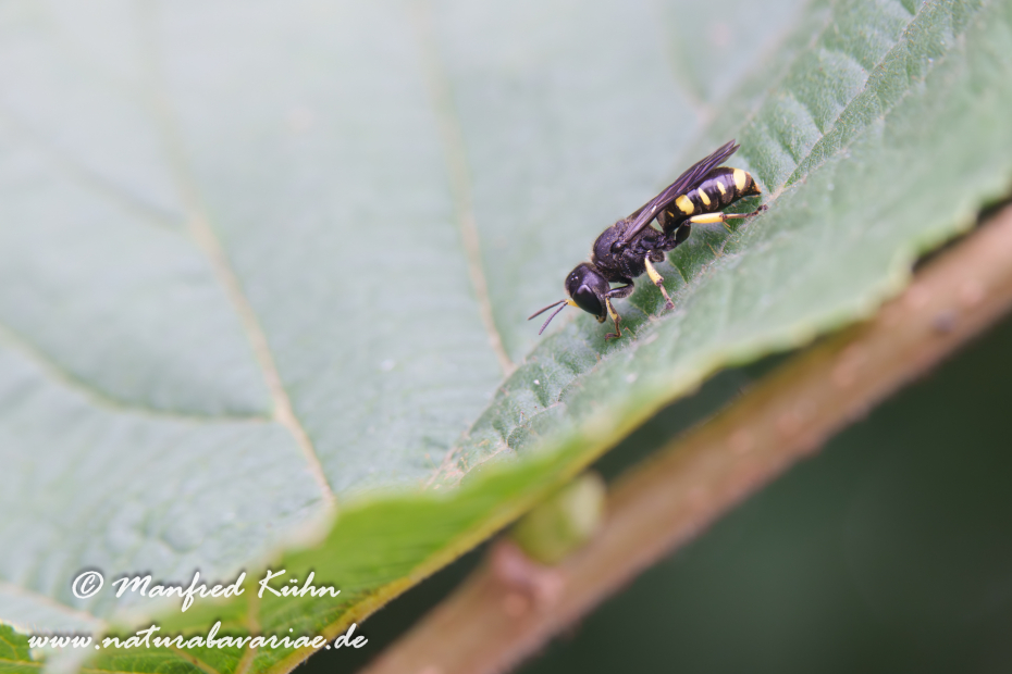 Grabwespen (Ectemnius cephalotes)_0028