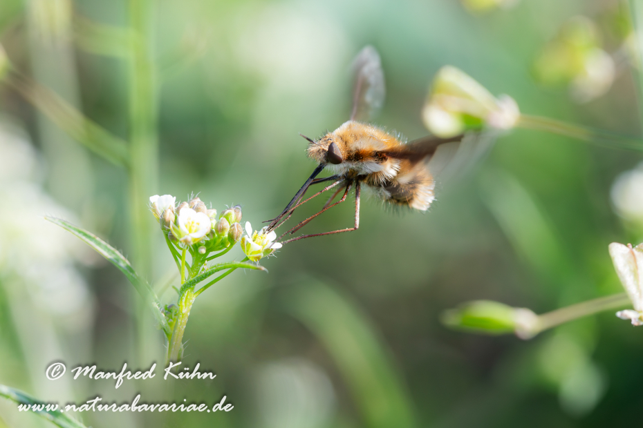 Wollschweber (Grosser)_0005