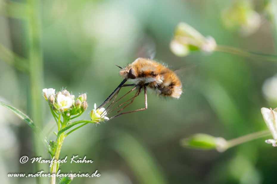 Wollschweber (Grosser)_0011