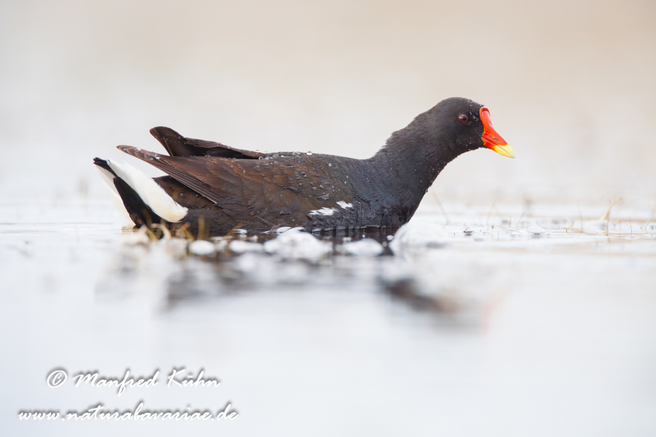 Teichhuhn ()_0036