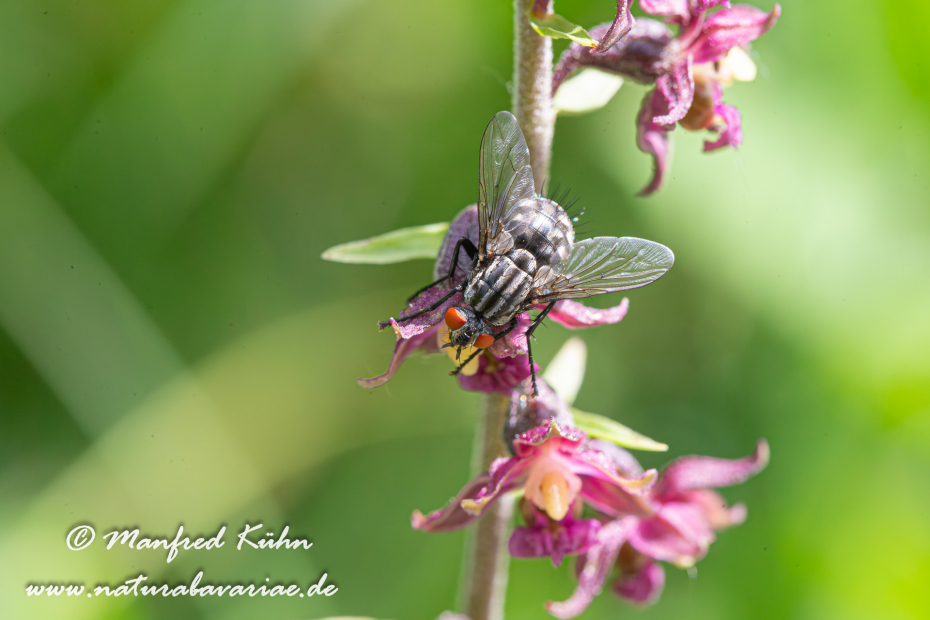 Fleischfliege (graue)_0001
