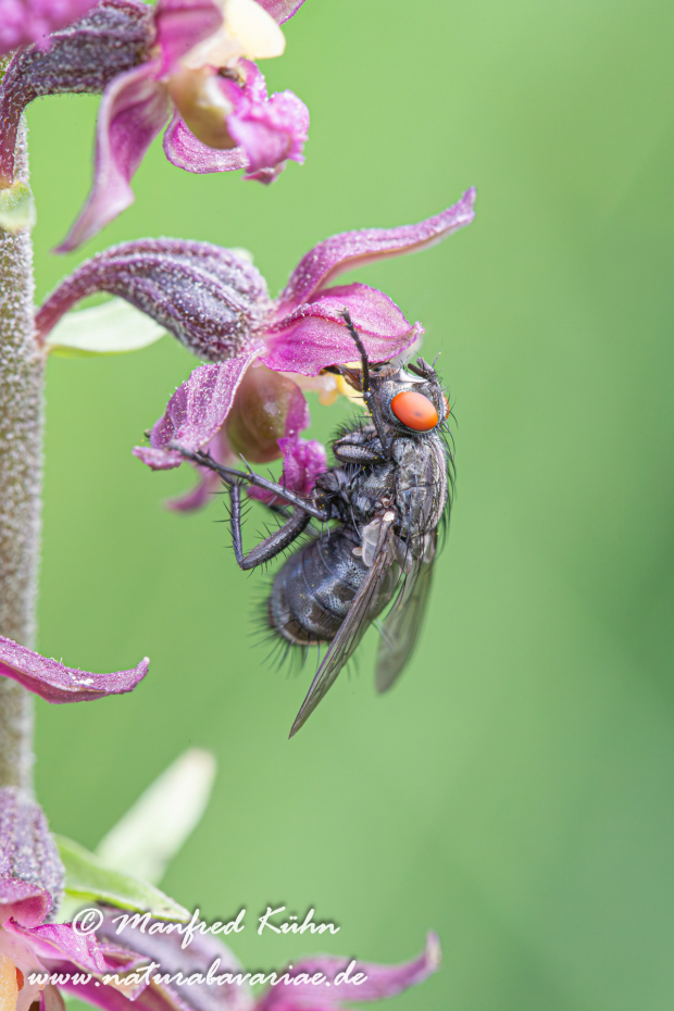 Fleischfliege (graue)_0003
