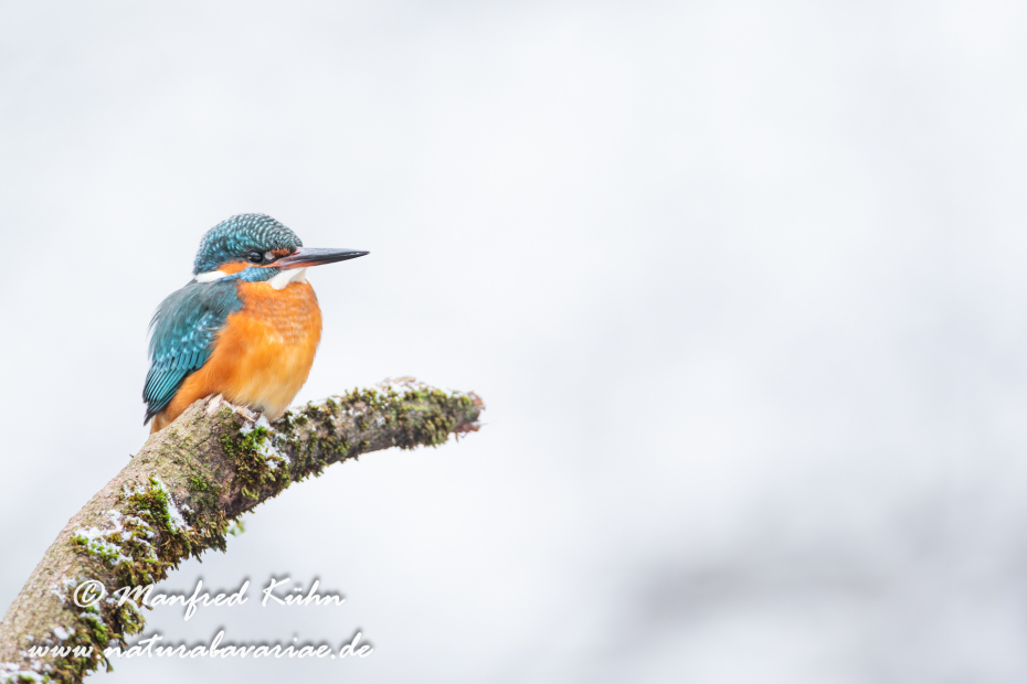 Eisvogel ()_0017