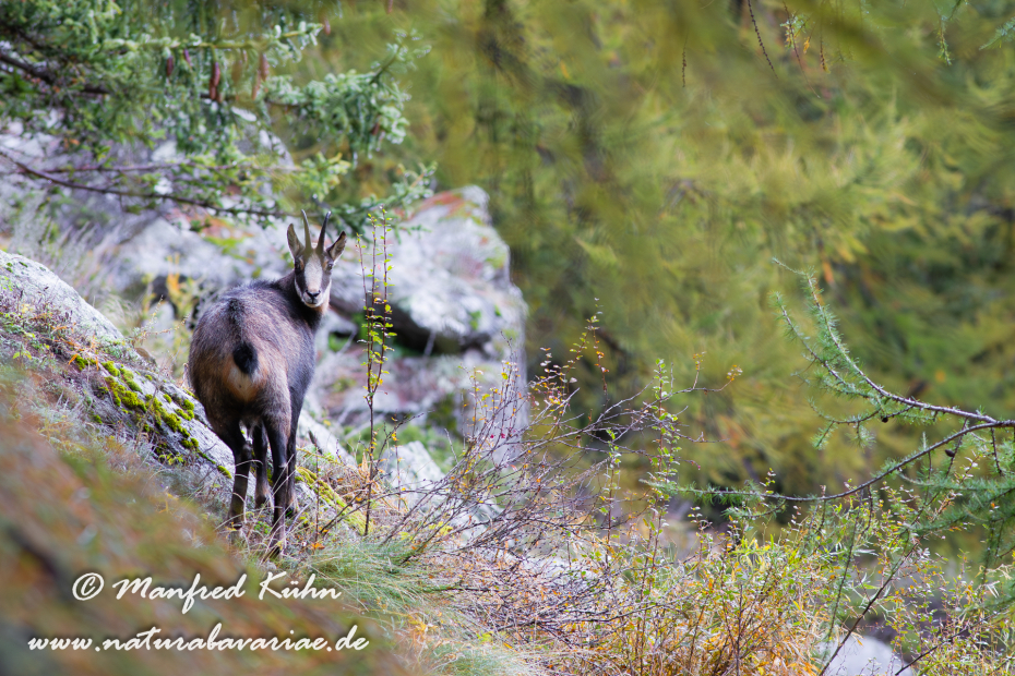 Gämse (Alpen-)_0011