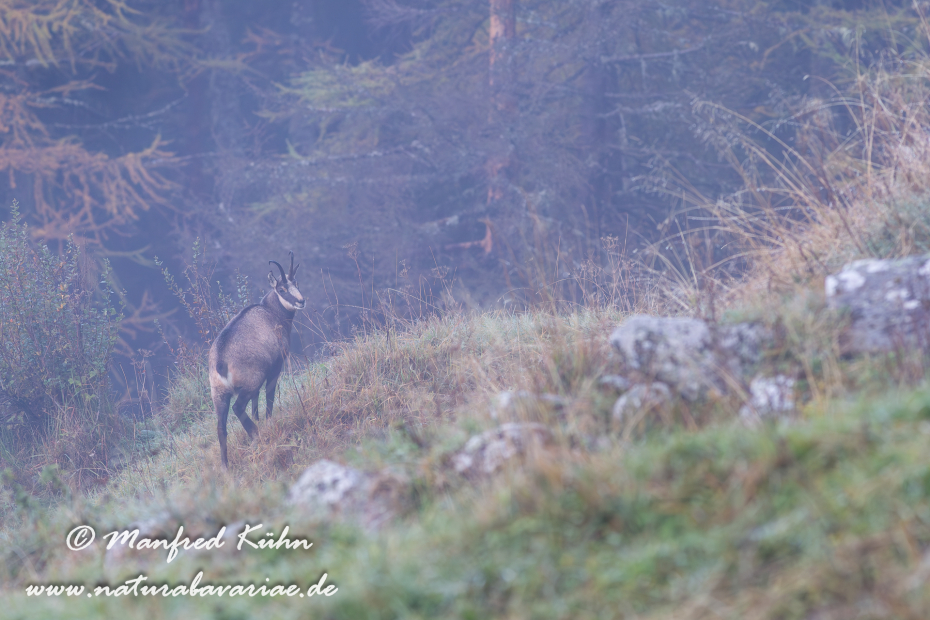 Gämse (Alpen-)_0022
